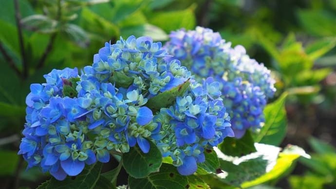 くりはま花の国4~丘の道より