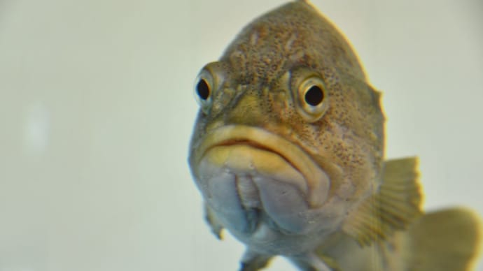 イケメンだ!…魚の面構え