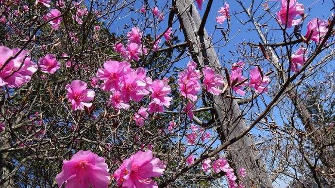西上州・笠丸山は花の山だ