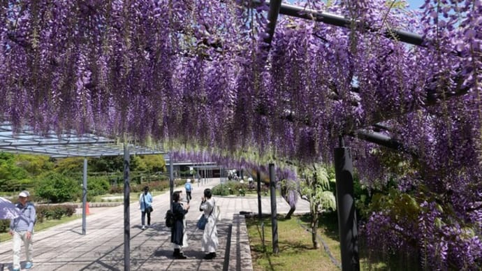 万博公園、バラ園で野田フジが咲き出しました