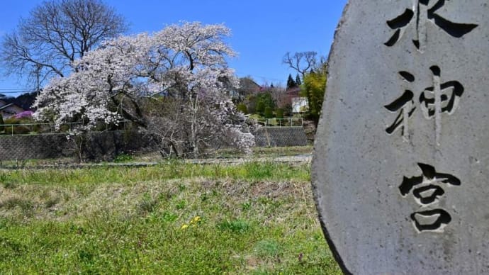 富士見町　水神宮の桜