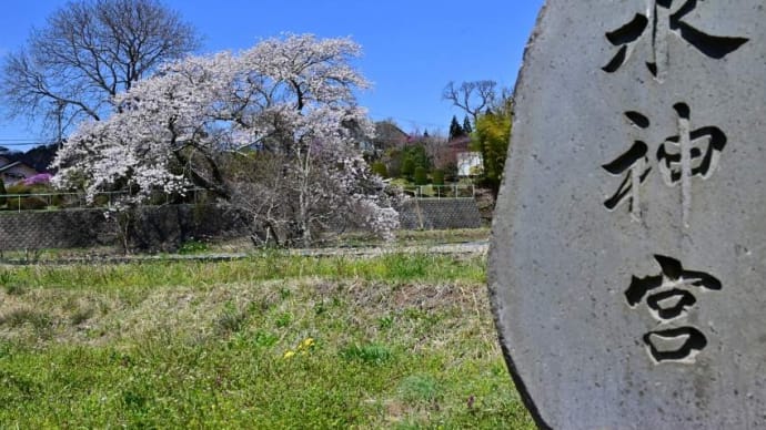 富士見町 水神宮の桜