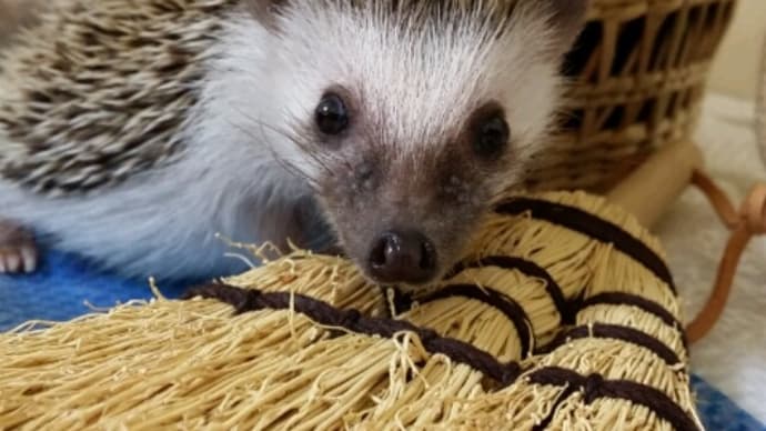 ハリネズミの偏食に悩む飼い主さんは多い⁉️
