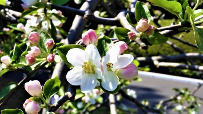 ２０２３・３・３１　皇居東御苑はリンゴの花が咲きアカボシシャクナゲ満開