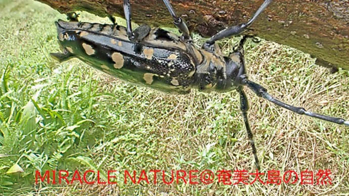 オオシマゴマダラカミキリ