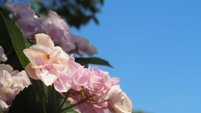 青空と紫陽花そして免疫慮法のこと