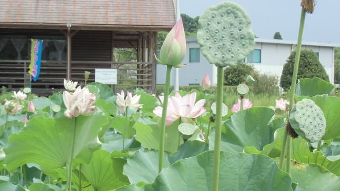 土井ヶ浜弥生パーク内の「蓮の花」