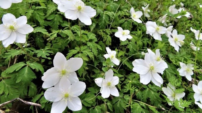 道端の草花