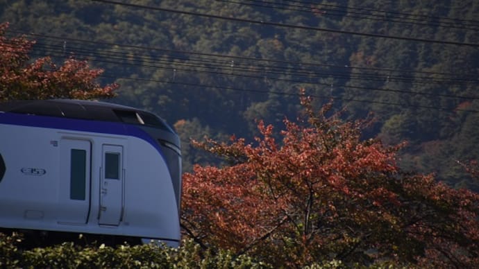 本日の撮影 紅葉と「あずさ」より