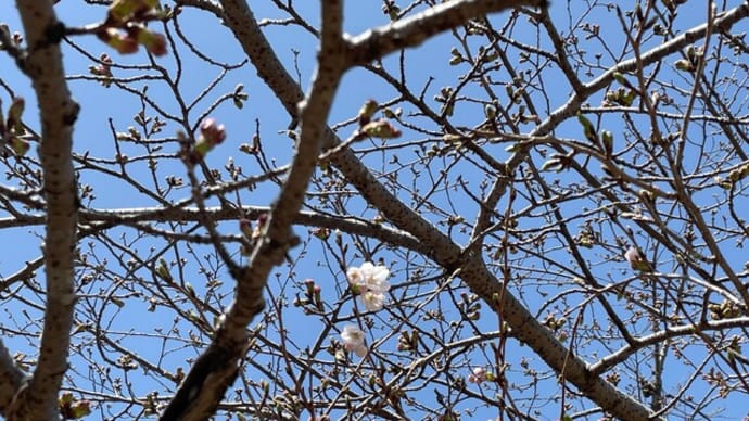ソメイヨシノが開花しました