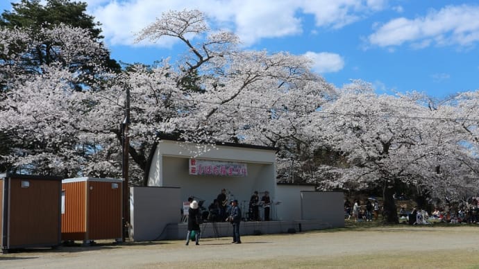 ソメイヨシノ 宮城県柴田郡柴田町(15)三ノ丸広場