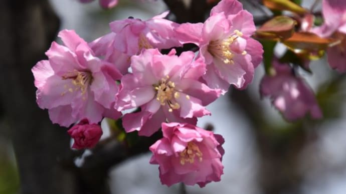 散歩道 芝桜が一面 7