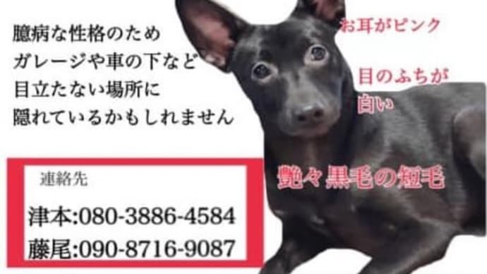 迷子のお知らせ