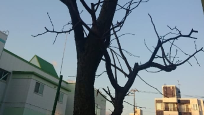 緊急のお知らせ、電話が。。。