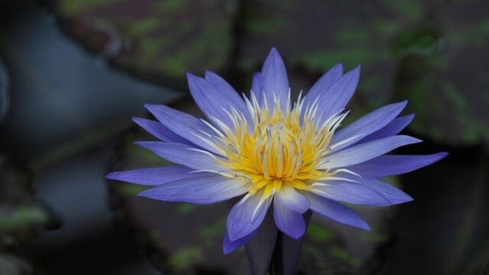 神代植物公園大温室にて・熱帯スイレン2