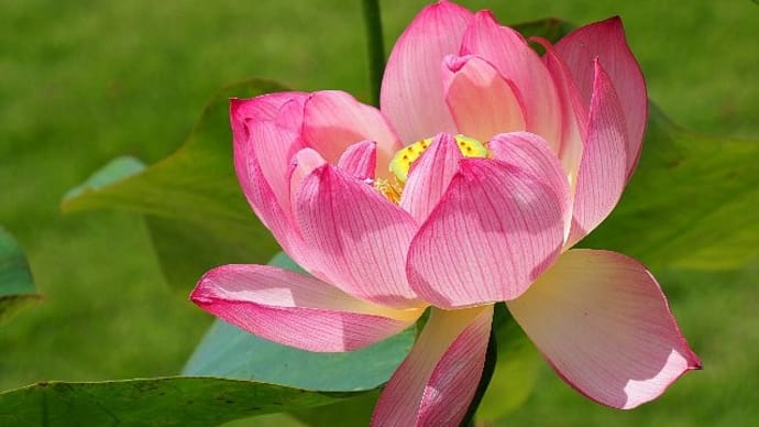 時の記念日~蓮の花