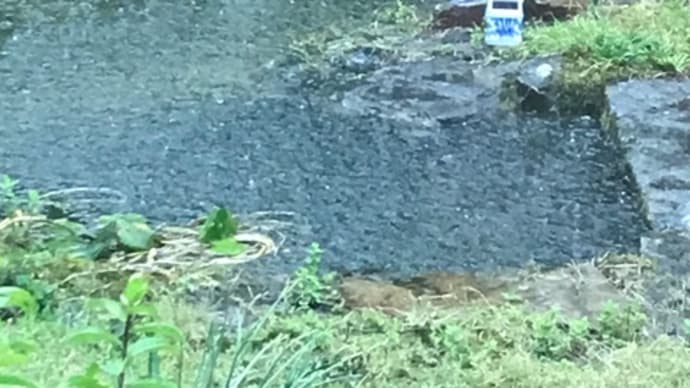 １週間ぶりの我が家・・・今朝は残念ながら雨