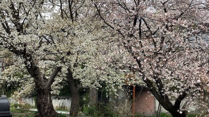 胡椒餅