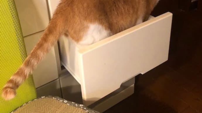貴重な引き出しを猫に提供