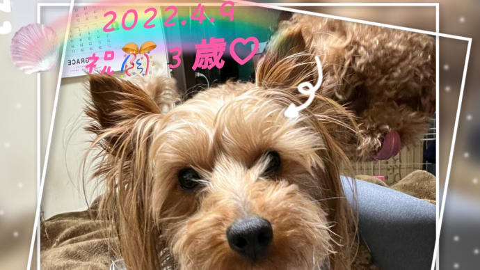 ☆ 桜🌸とチビたち🐶と赤レンガと誕生日🎂 ☆