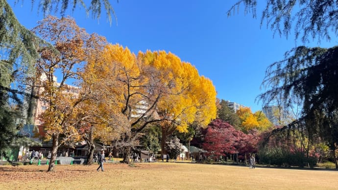 新宿御苑、黄葉　紅葉が鮮やかな日和　1