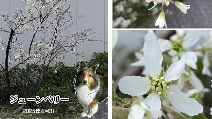 小次郎と春の草花 - ジューンベリー -