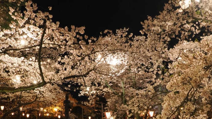 高田城址公園の桜2023リベンジ、の4