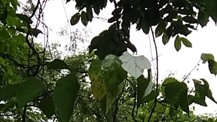 真緑に鷺真白なり半夏草/青萄 (句会欠席投句・雑詠)