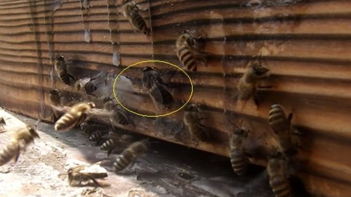 ミツバチさん達、そろそろ分蜂の準備か