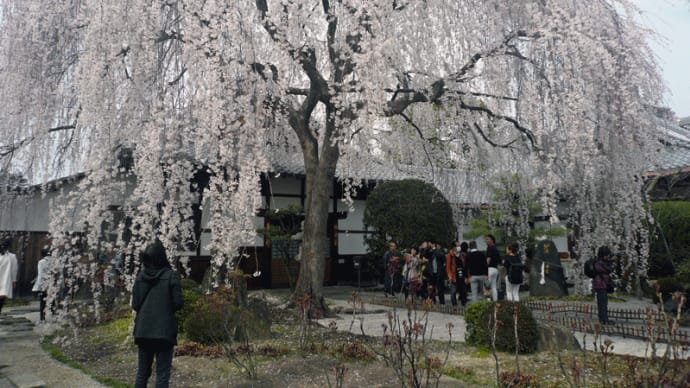 京都の桜を想う！