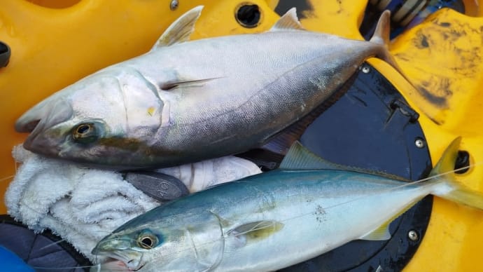 ダイソージグでカンパチ釣れたよー