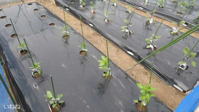 2023年_夏野菜の苗植え付け(3回目)