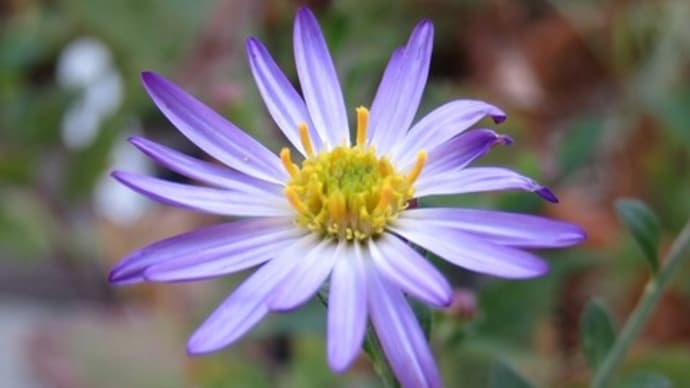 紺菊がきれいに咲きました♪　レッドドラゴンと二種の花入れに入れてみました