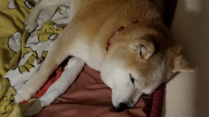 眠れない夜は・・