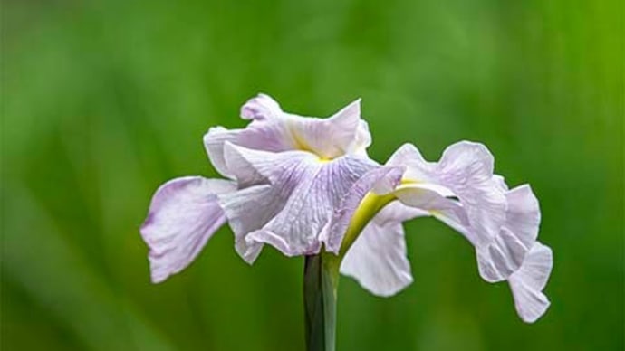 薬師池公園の花菖蒲 2