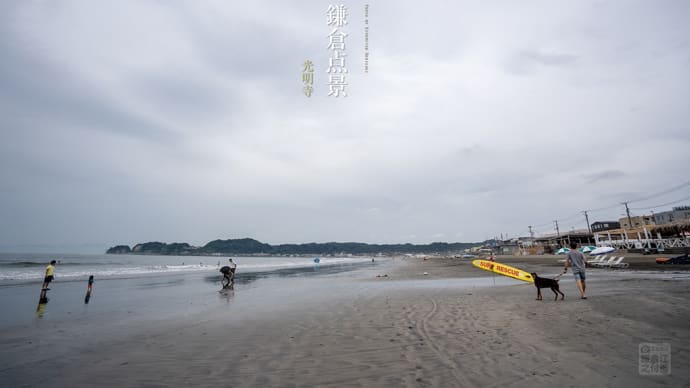 鎌倉点景【光明寺】観蓮会は今週末の7/27.28