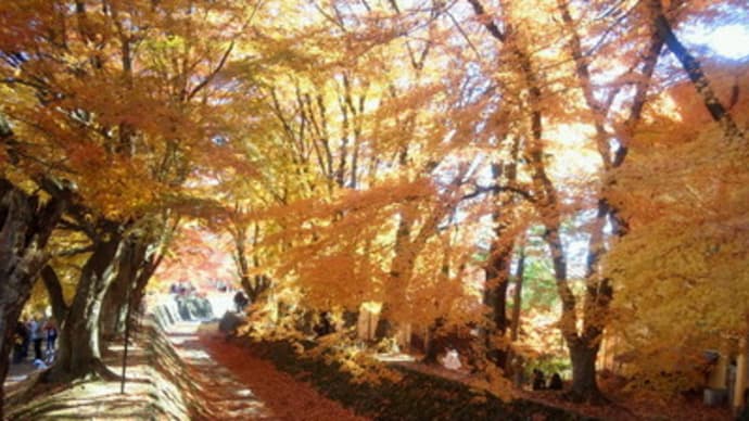 河口湖の紅葉回廊