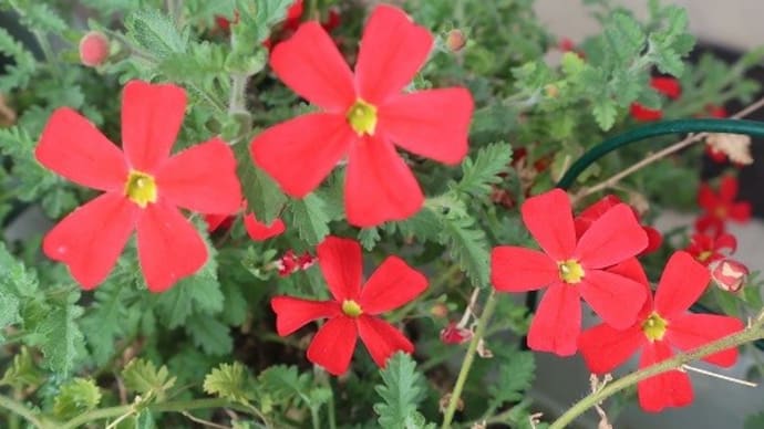 赤と白(ベランダの花)