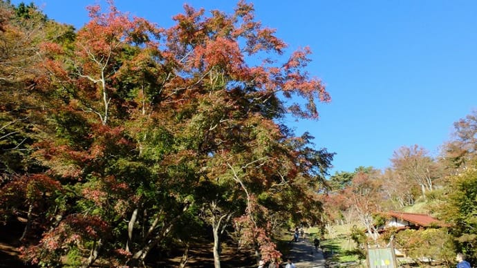 中伊豆紅葉めぐり