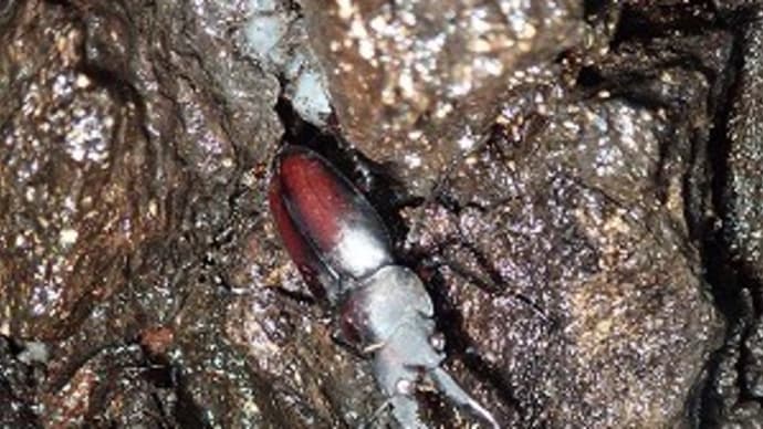 近くの雑木林にて
