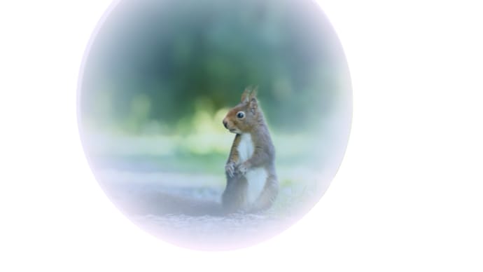 イラストや写真 5ページ目