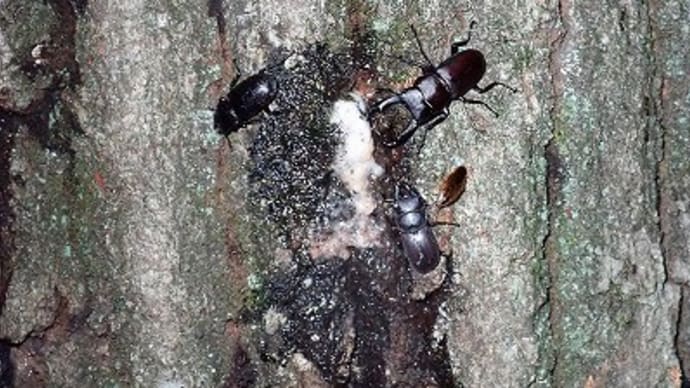 爺さん1人で「夜のクワガタさがし」!?