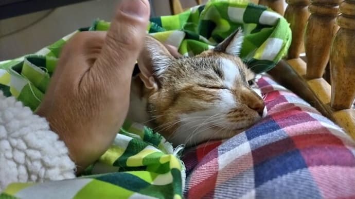 つぶあん、退院