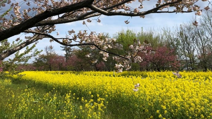 “2022秋田の桜”パート7〜まだまだ終わらない桜〜