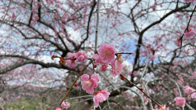 梅の里公園