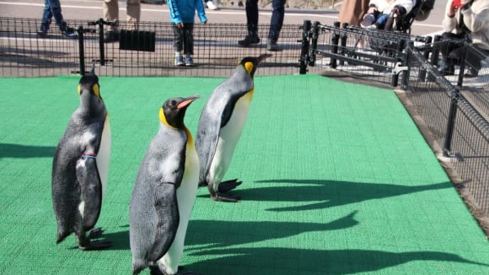 ペンギンの影