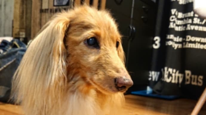 ご無沙汰ですの家シャン