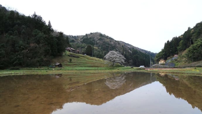 【 朝の一本桜 】