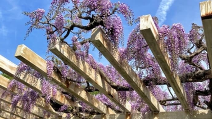 藤の花といえば。。。