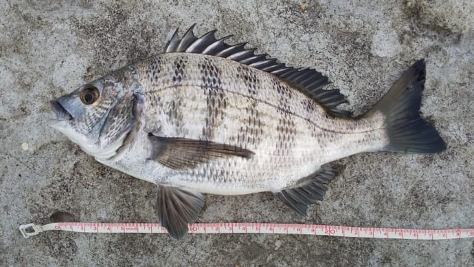 旧旧灯台跡で28cm釣る